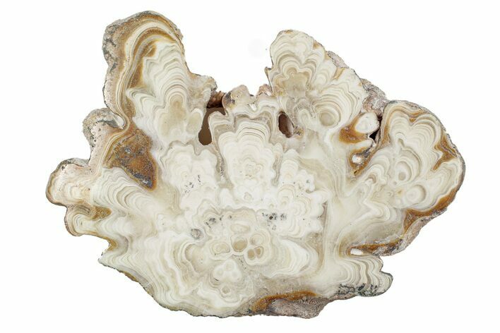 Polished Aragonite Stalactite Slice - Morocco #255371
